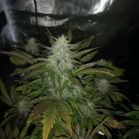 Mango smile growlog timeline photo