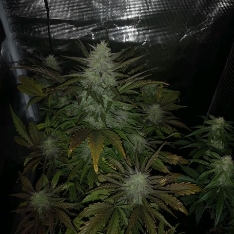 Mango smile growlog timeline photo