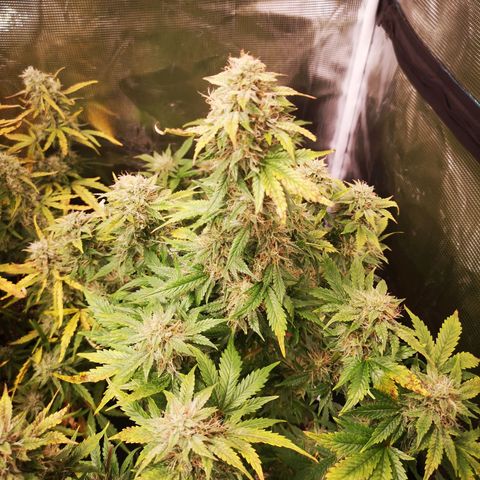 Cdlc 1/2 & 1/2 growlog timeline photo