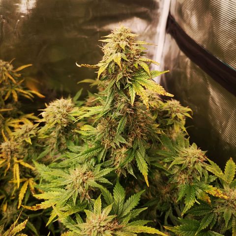 Cdlc 1/2 & 1/2 growlog timeline photo