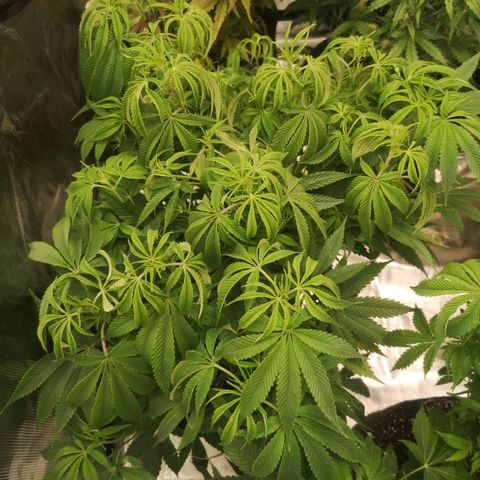 Orange cookie chem 2nd grow growlog timeline photo