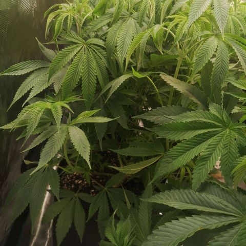 Orange cookie chem 2nd grow growlog timeline photo