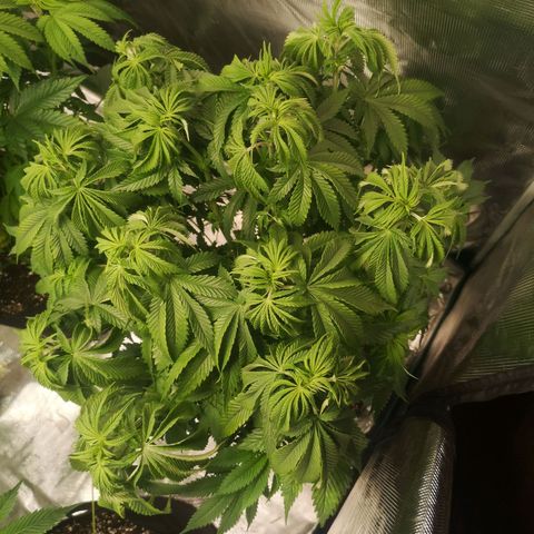 Blueberry cookies 2nd grow growlog timeline photo