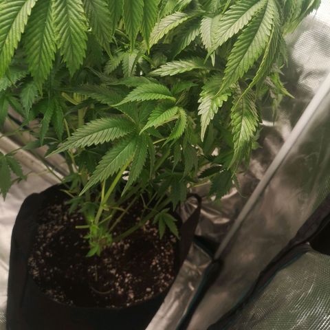 Blueberry cookies 2nd grow growlog timeline photo