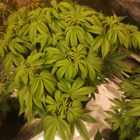 Blueberry cookies 2nd grow 2 growlog timeline photo