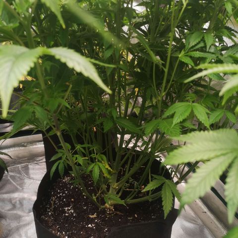 Blueberry cookies 2nd grow 2 growlog timeline photo