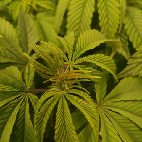 Blueberry cookies 2nd grow 2 growlog timeline photo