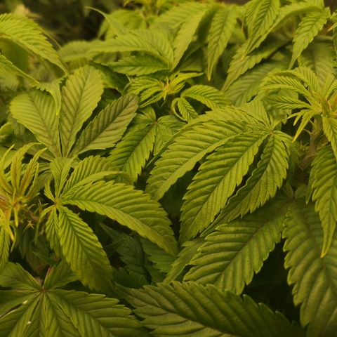 Blueberry cookies 2nd grow 2 growlog timeline photo