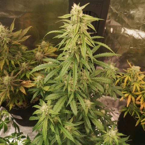 Ripleys og growlog timeline photo