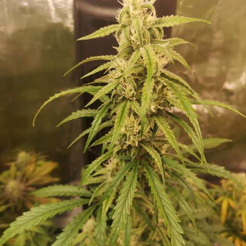 Ripleys og growlog timeline photo