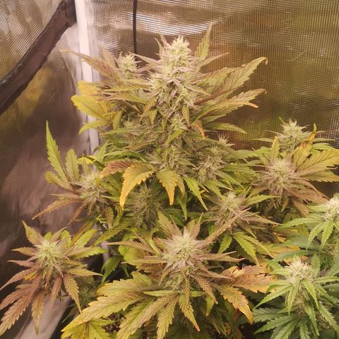 Mango smile growlog timeline photo