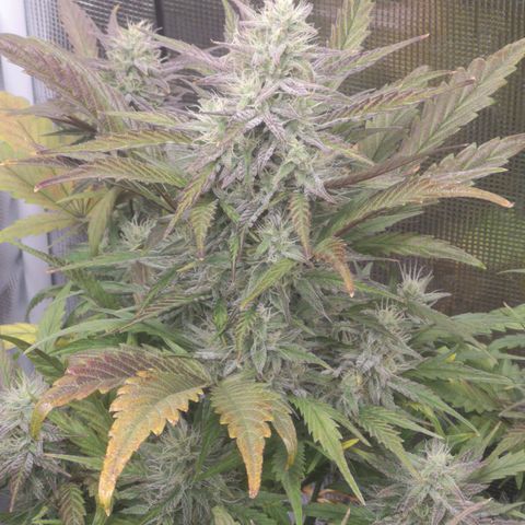 Mango smile growlog timeline photo