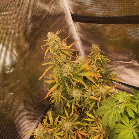 Hubbabubba haze growlog timeline photo