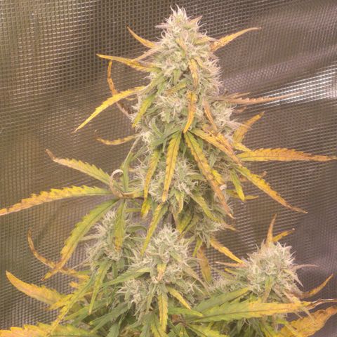 Hubbabubba haze growlog timeline photo