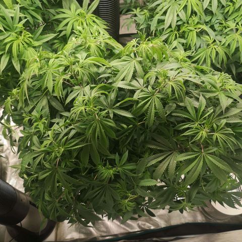 wedding cake growlog timeline photo