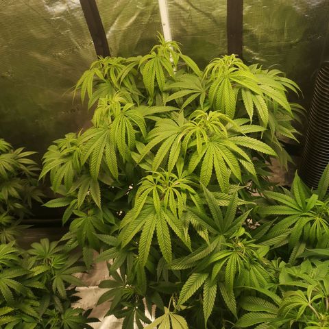 wedding cake 2 growlog timeline photo