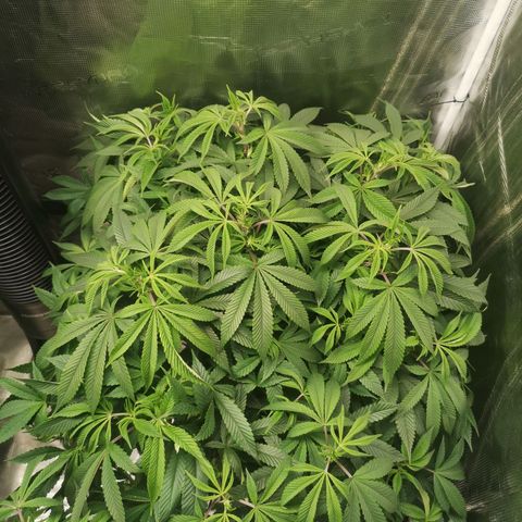 Wedding cake 3 growlog timeline photo