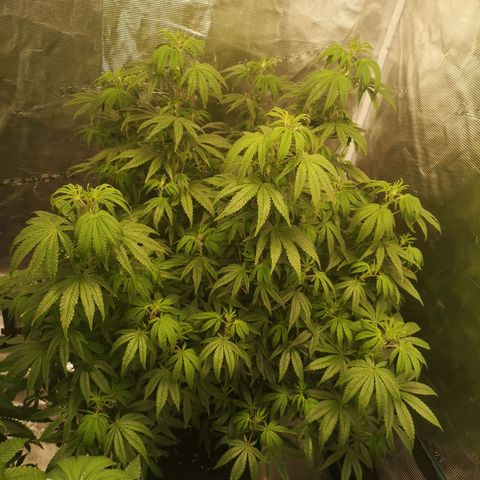 Grape Diamonds 2 growlog timeline photo