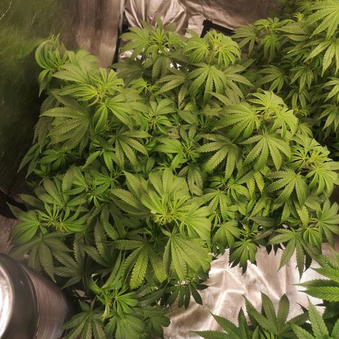Grape Diamonds growlog timeline photo