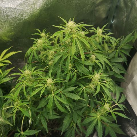 avt x 3 bears og growlog timeline photo