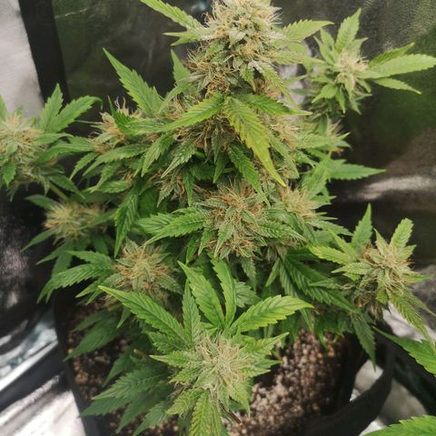 Cdlc growlog timeline photo