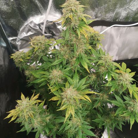 Cdlc 1/2 & 1/2 growlog timeline photo
