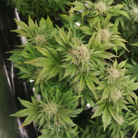 Cdlc myco growlog timeline photo