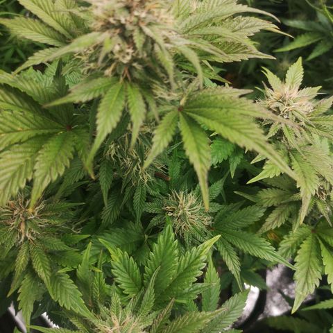 Cdlc myco growlog timeline photo
