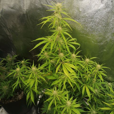Forgotten cookies growlog timeline photo