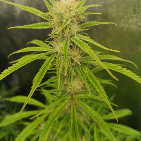 Forgotten cookies growlog timeline photo