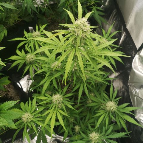 Hubbabubba haze myco growlog timeline photo