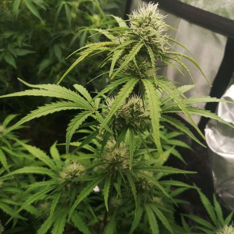 Hubbabubba haze myco growlog timeline photo