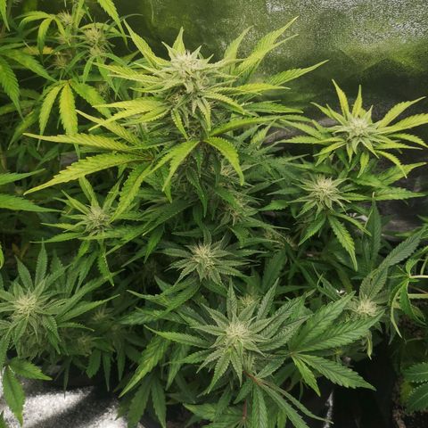 Sour crinkle growlog timeline photo