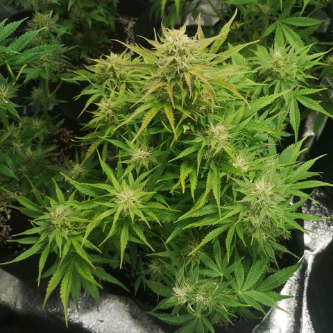 strawberry stomper growlog timeline photo