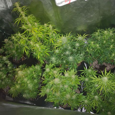Cdlc growlog timeline photo
