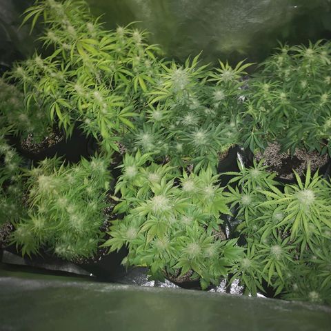 Cdlc growlog timeline photo