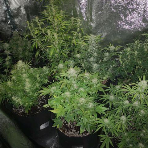 Cdlc growlog timeline photo