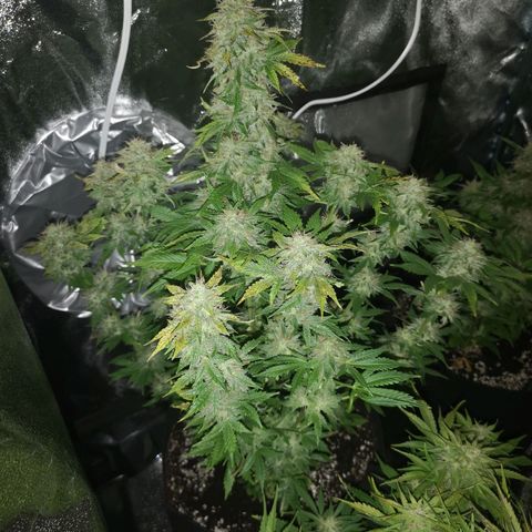 Cdlc 1/2 & 1/2 growlog timeline photo