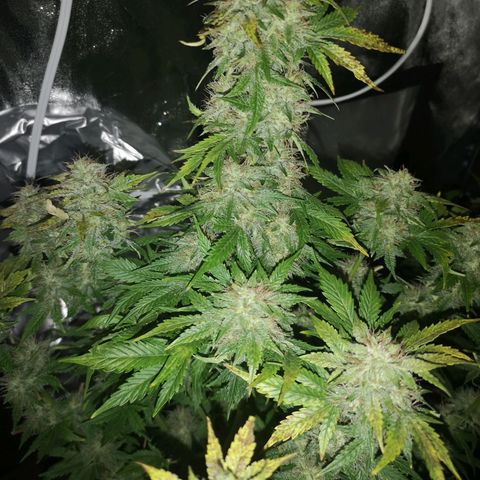 Cdlc 1/2 & 1/2 growlog timeline photo