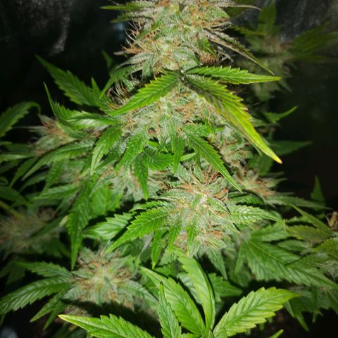 Cdlc growlog timeline photo