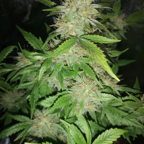 Cdlc growlog timeline photo