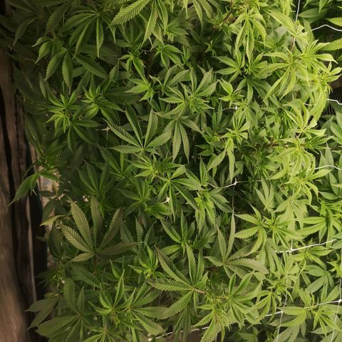 wedding cake growlog timeline photo