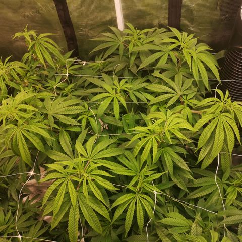 wedding cake 2 growlog timeline photo