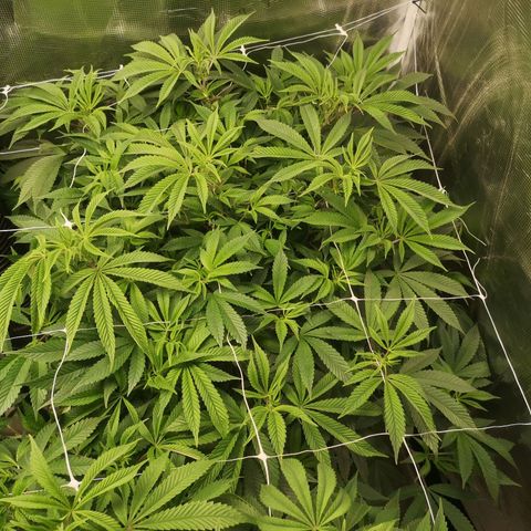 Wedding cake 3 growlog timeline photo