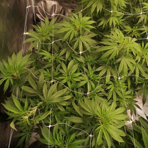 Grape Diamonds growlog timeline photo