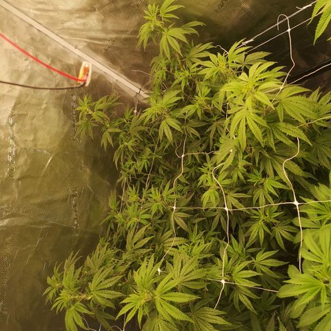 Grape Diamonds 2 growlog timeline photo