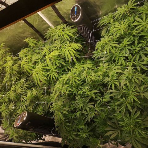 wedding cake growlog timeline photo