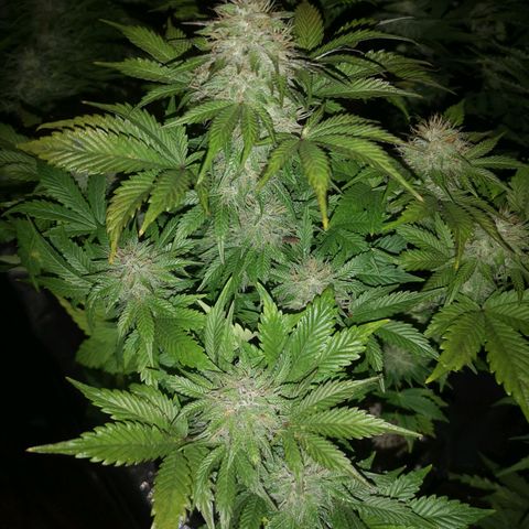 Cdlc myco growlog timeline photo