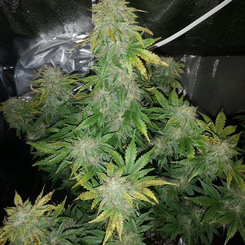Cdlc 1/2 & 1/2 growlog timeline photo