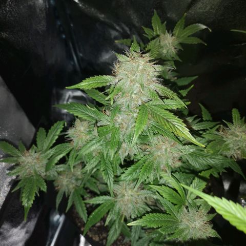 Cdlc growlog timeline photo